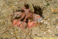 radar mantis shrimp